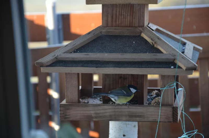 Schwarzes Moor kl. Pappe FSC 100